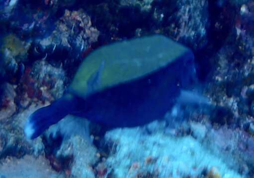 Image of Bluetail trunkfish