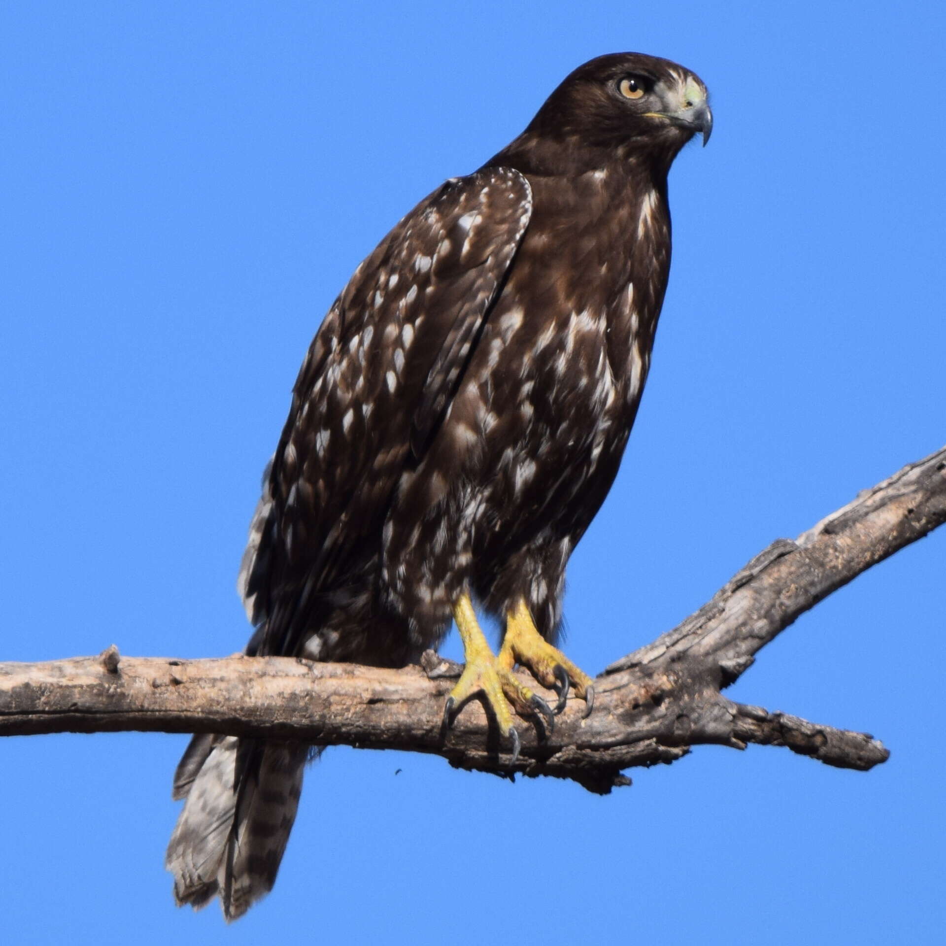 Image of Harlan's Hawk