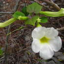 Image of Uncarina leptocarpa (Decne.) Kuntze