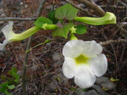 Plancia ëd Uncarina leptocarpa (Decne.) Kuntze