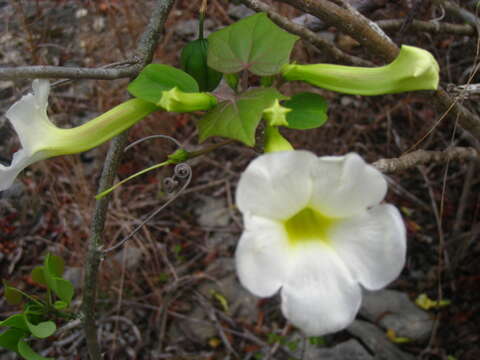 Uncarina leptocarpa (Decne.) Kuntze resmi