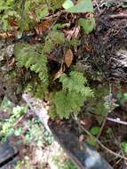 Imagem de Hymenophyllum dentatum Cav.