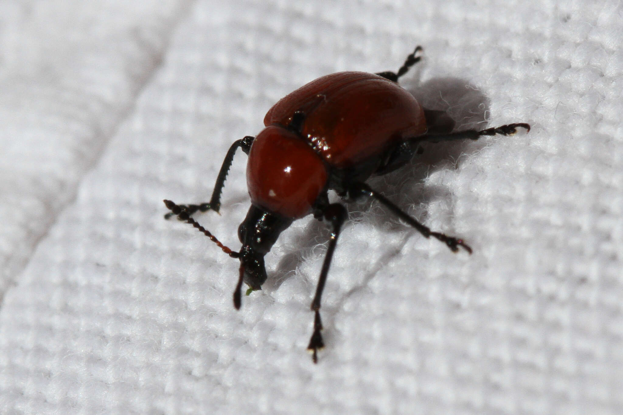 Image of Oak Leaf-roller