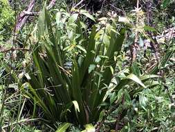 Doryanthes palmeri W. Bull resmi