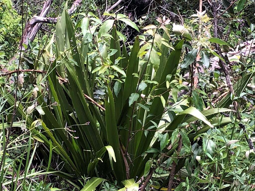 Doryanthes palmeri W. Bull resmi