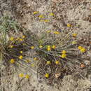 Image of Helichrysum anomalum Less.
