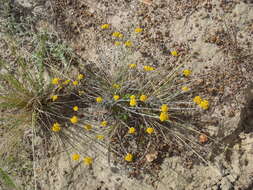 Image of Helichrysum anomalum Less.