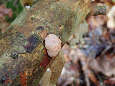 Image de Tremella encephala Pers. 1801