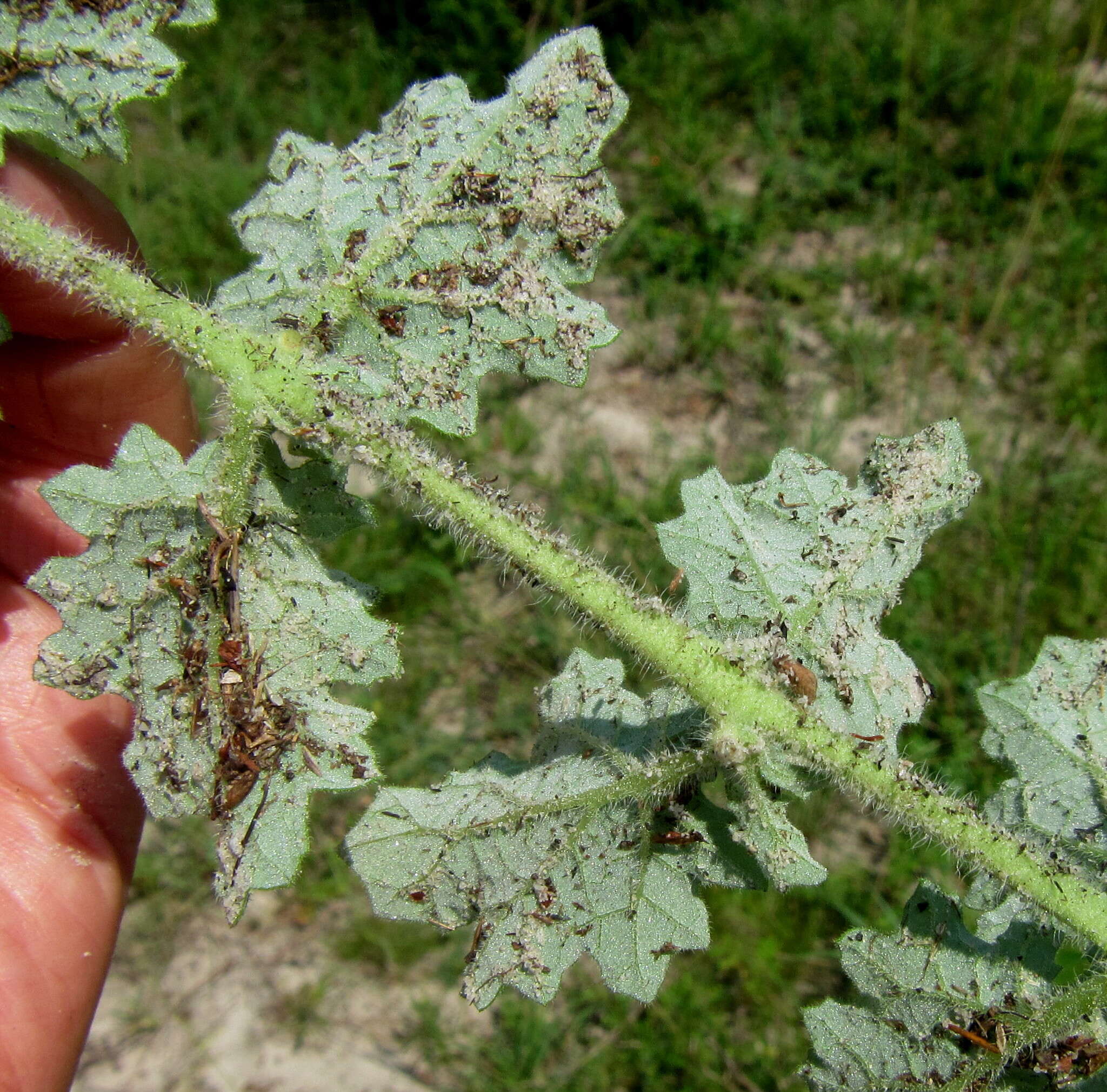 Plancia ëd Dicerocaryum forbesii (Decne.) A. E. van Wyk