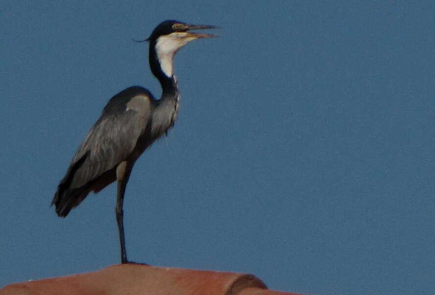 Image of Black-headed Heron