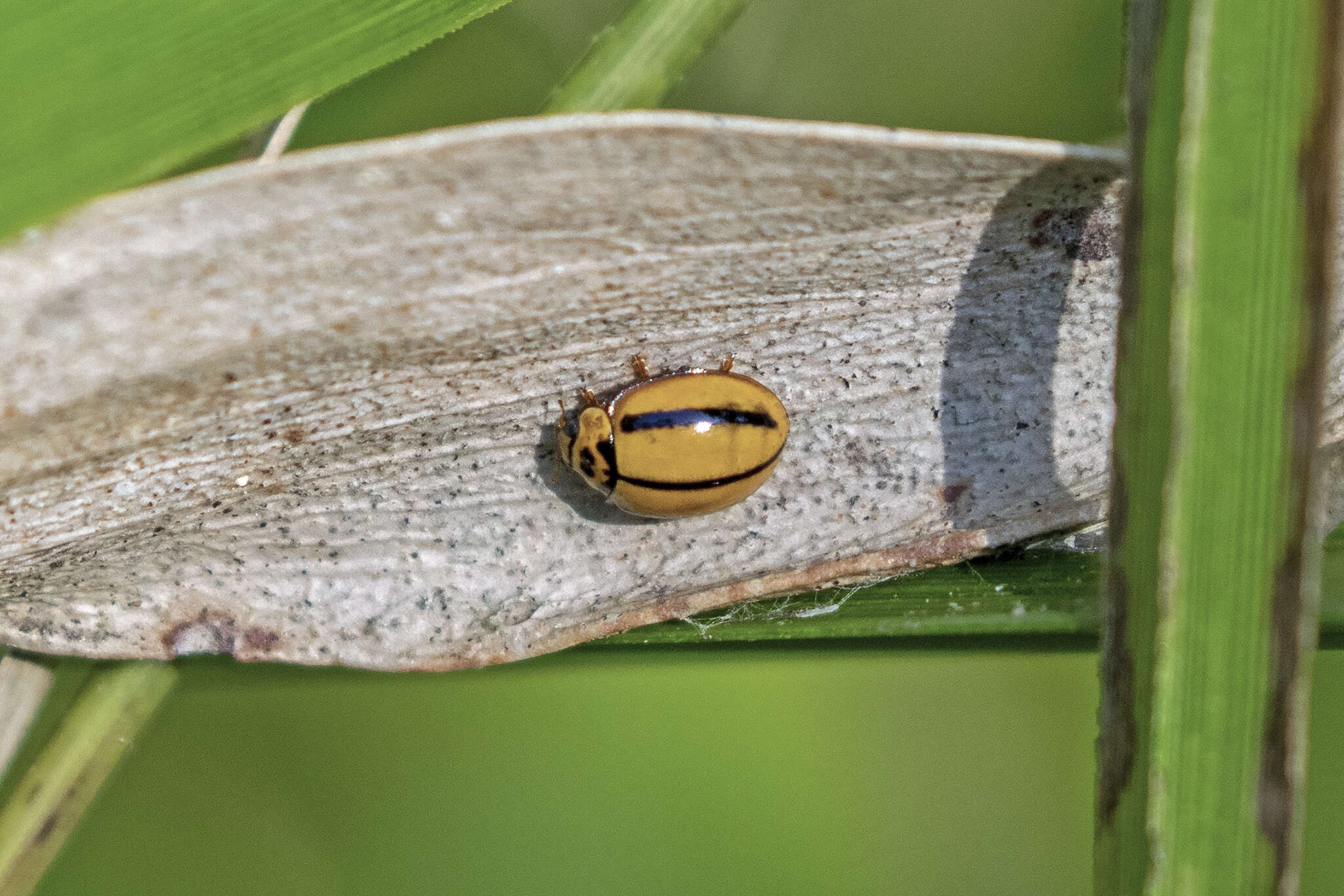 Image of Lady beetle