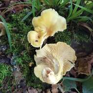 Image of Cantharellus ferruginascens P. D. Orton 1969