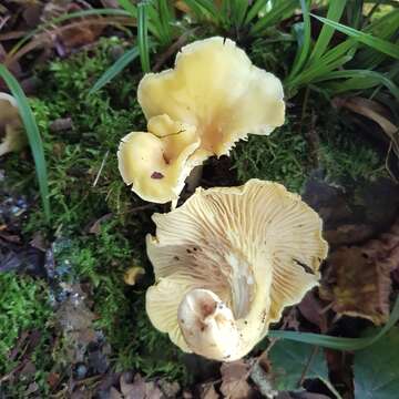 Image de Cantharellus ferruginascens P. D. Orton 1969