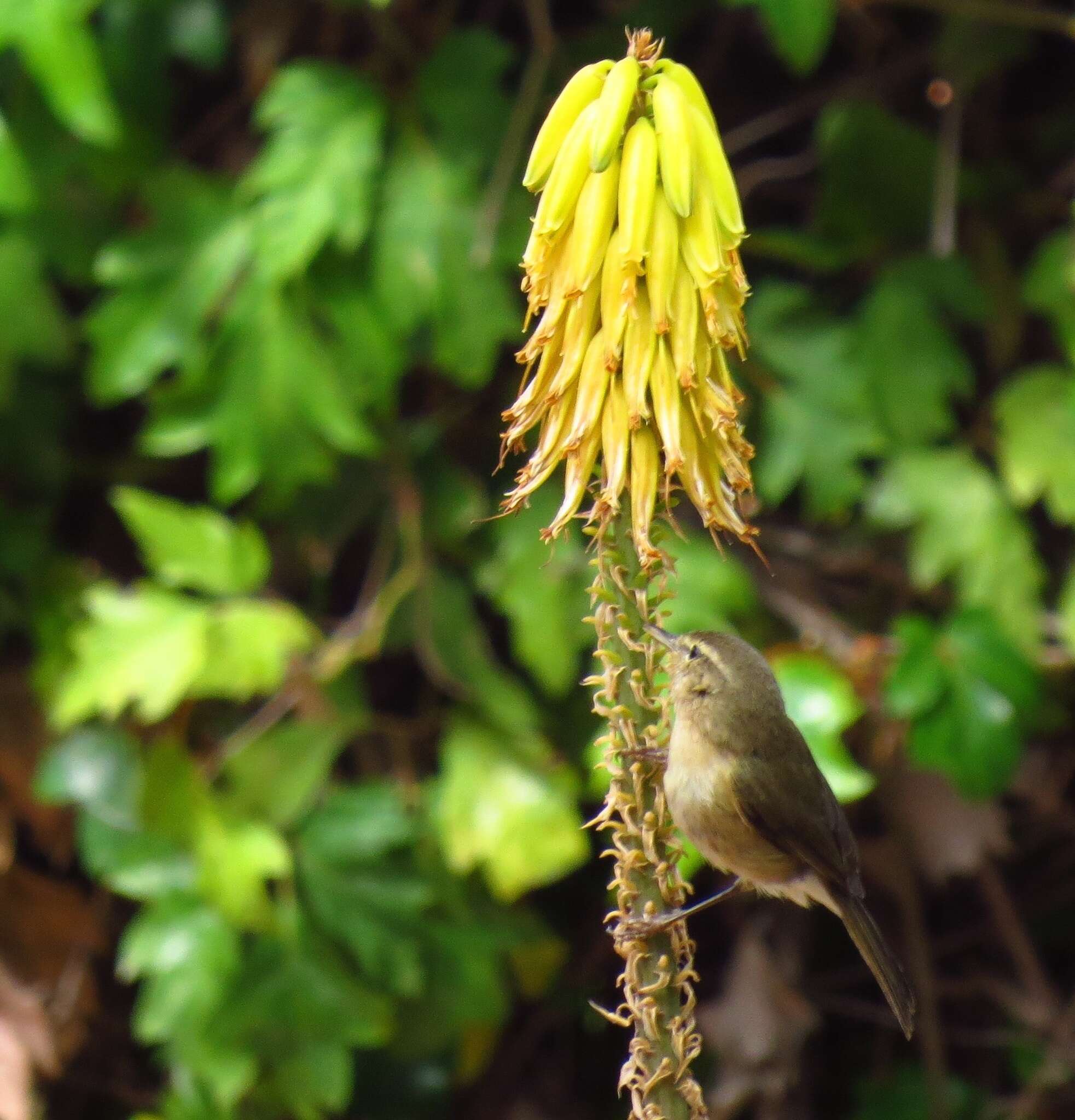 Слика од Phylloscopus canariensis (Hartwig 1886)