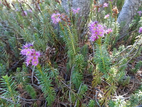 Image of purple mountainheath