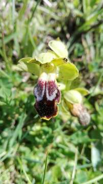 Image of Dark bee orchid