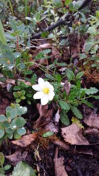 Imagem de Dryas octopetala L.