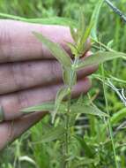 Image of earleaf false foxglove