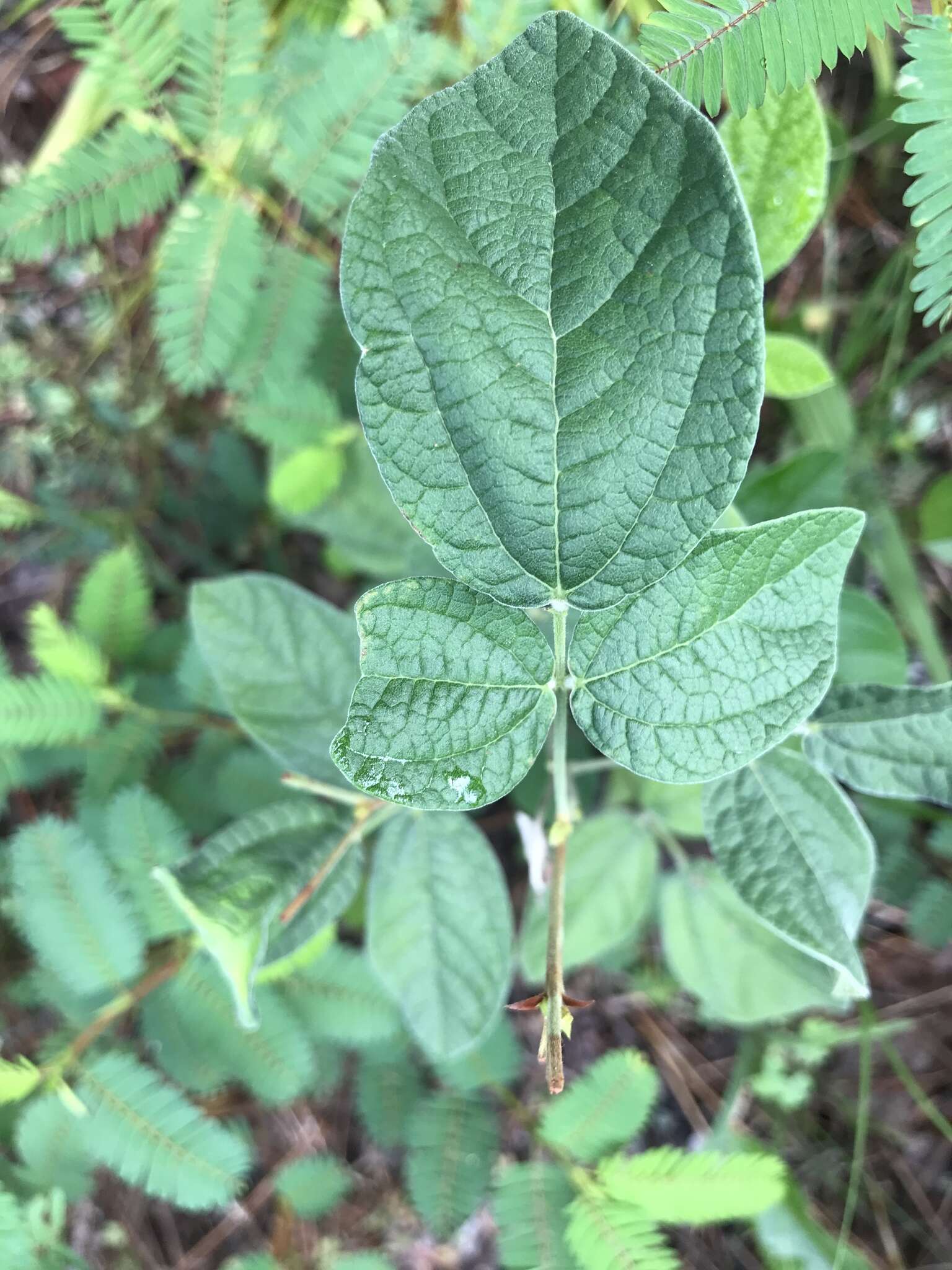 Слика од Rhynchosia tomentosa (L.) Hook. & Arn.