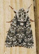 Image of Night-wandering Dagger Moth