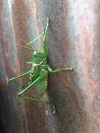 Image of Greater Arid-land Katydid