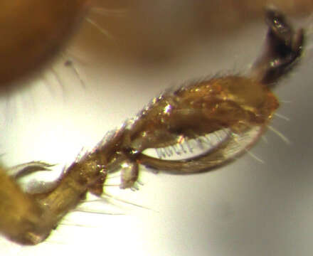 Image of <i>Anteon caledonianum</i> Olmi 1984