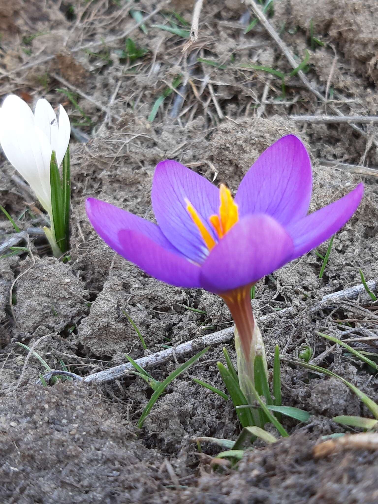 Image of various-coloured crocus