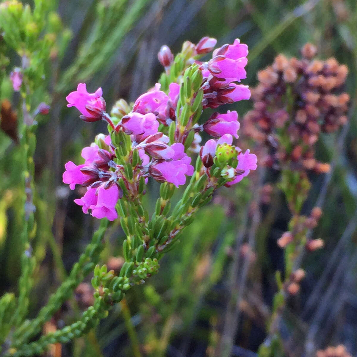 Image de Erica pulchella var. pulchella