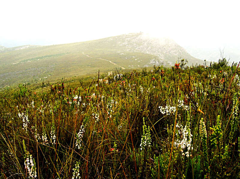 Image of Erica glomiflora Salisb.