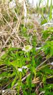 Image de Clematis cadmia Buch.-Ham. ex Wall.