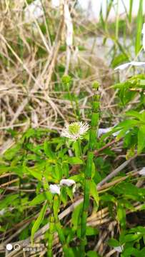 Image de Clematis cadmia Buch.-Ham. ex Wall.