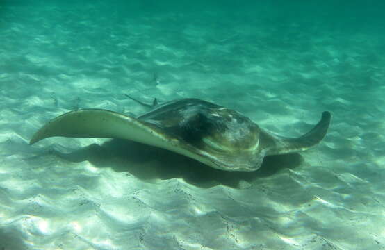 Image of Australian Eagle Ray