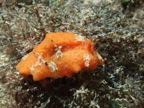 Image of Red lattice slug