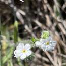 Image de Cryptantha kinkiensis Rebman & M. G. Simpson