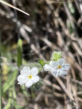 Image of Cryptantha kinkiensis Rebman & M. G. Simpson