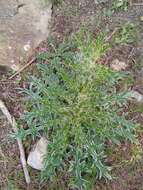 Image of Cirsium echinatum (Desf.) DC.