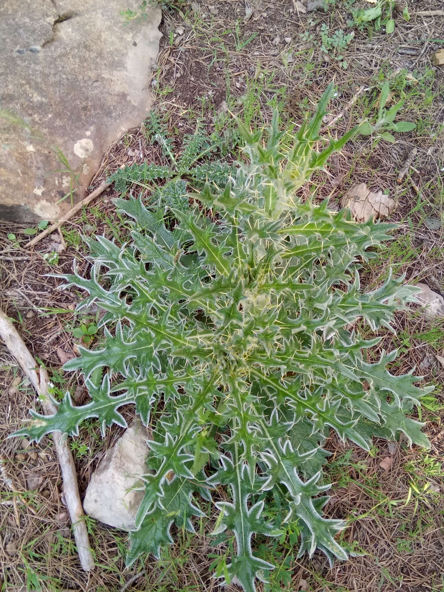 Image of Cirsium echinatum (Desf.) DC.