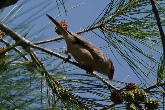 Image of Black-rumped Waxbill