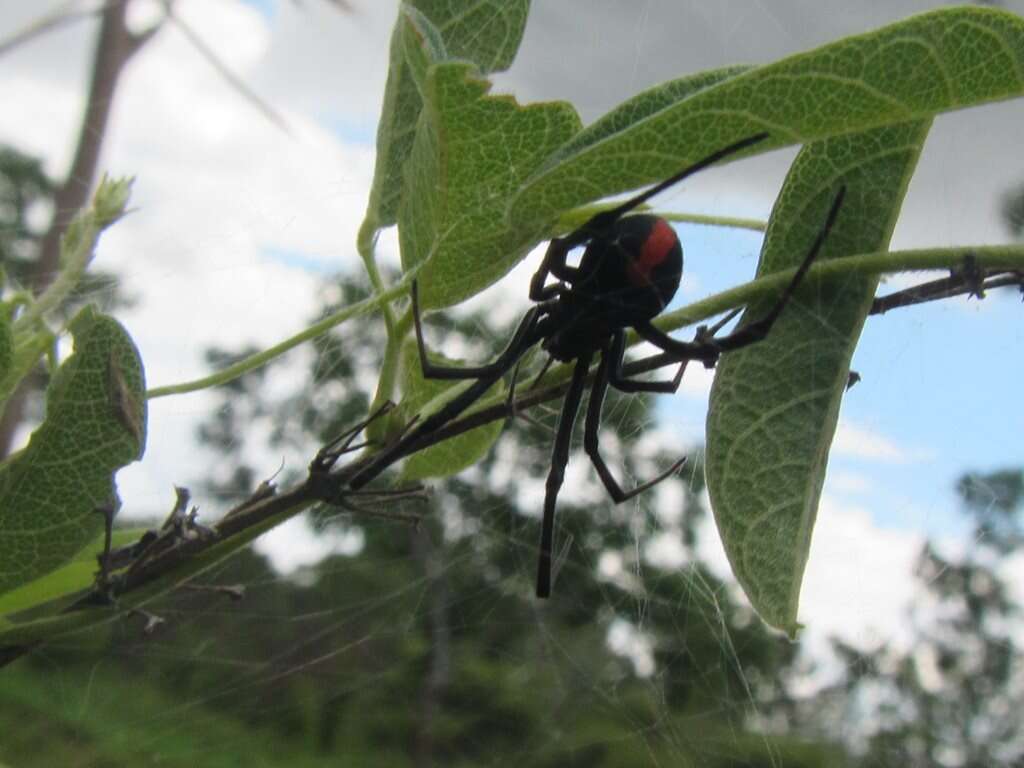 Image of Redback spider