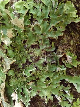 Image of <i>Pseudocyphellaria chloroleuca</i> (Hook. fil. & Taylor) Du Rietz