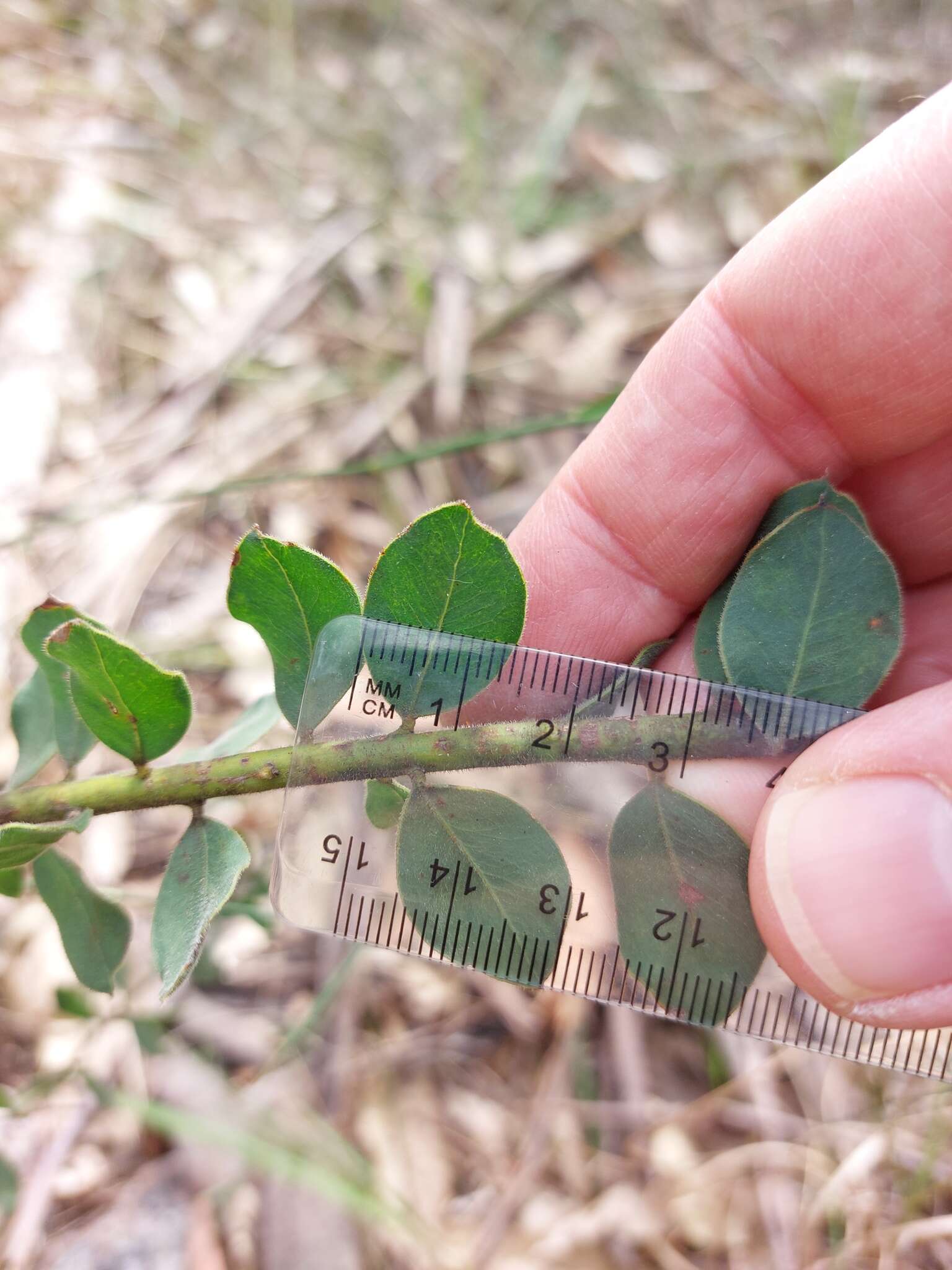 Image of Acacia cremiflora B. J. Conn & Tame