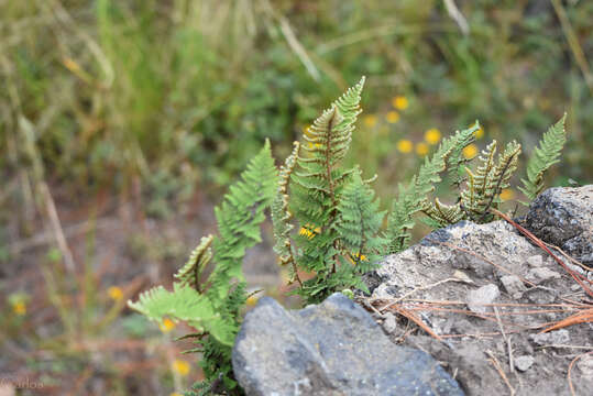 Image of Myriopteris myriophylla (Desv.) J. Sm.