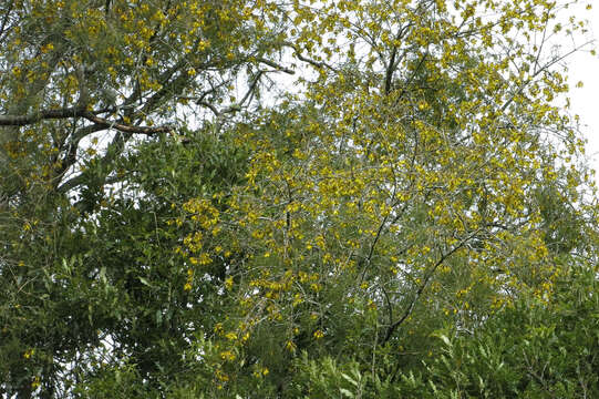 Image of kowhai