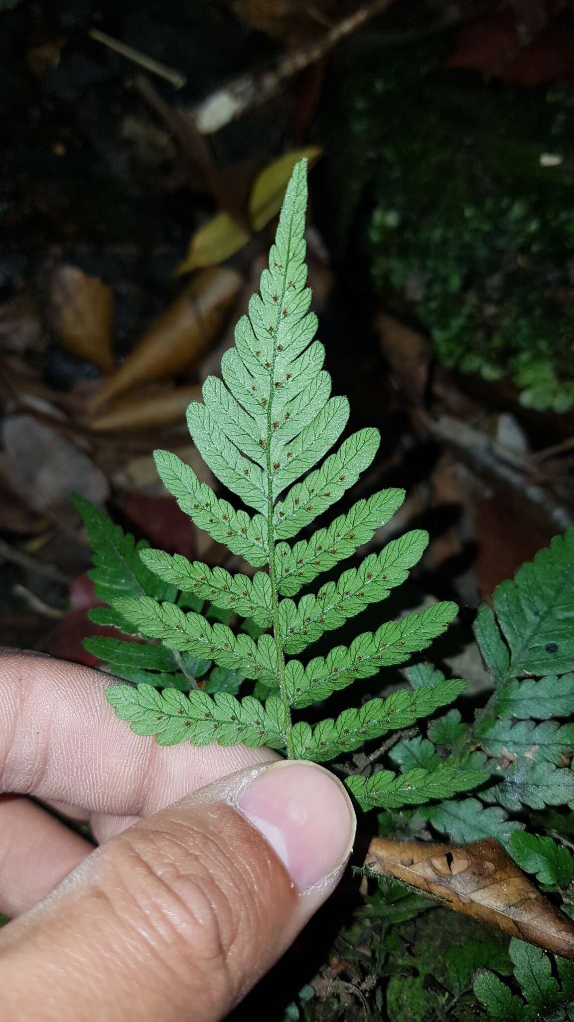 Image of Trigonospora tenera (Roxb.) Mazumdar