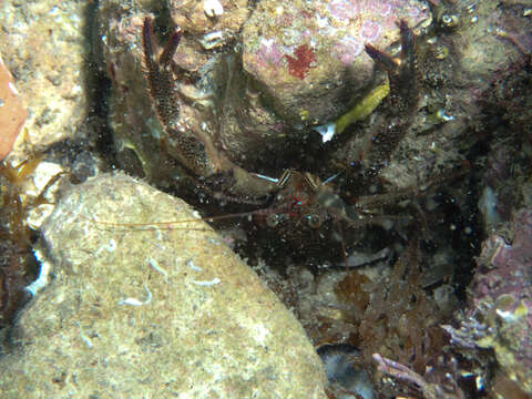 Image of Leach's squat lobster