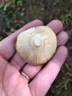 Image of Salmon amanita