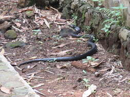 Image of Indonesian Cobra
