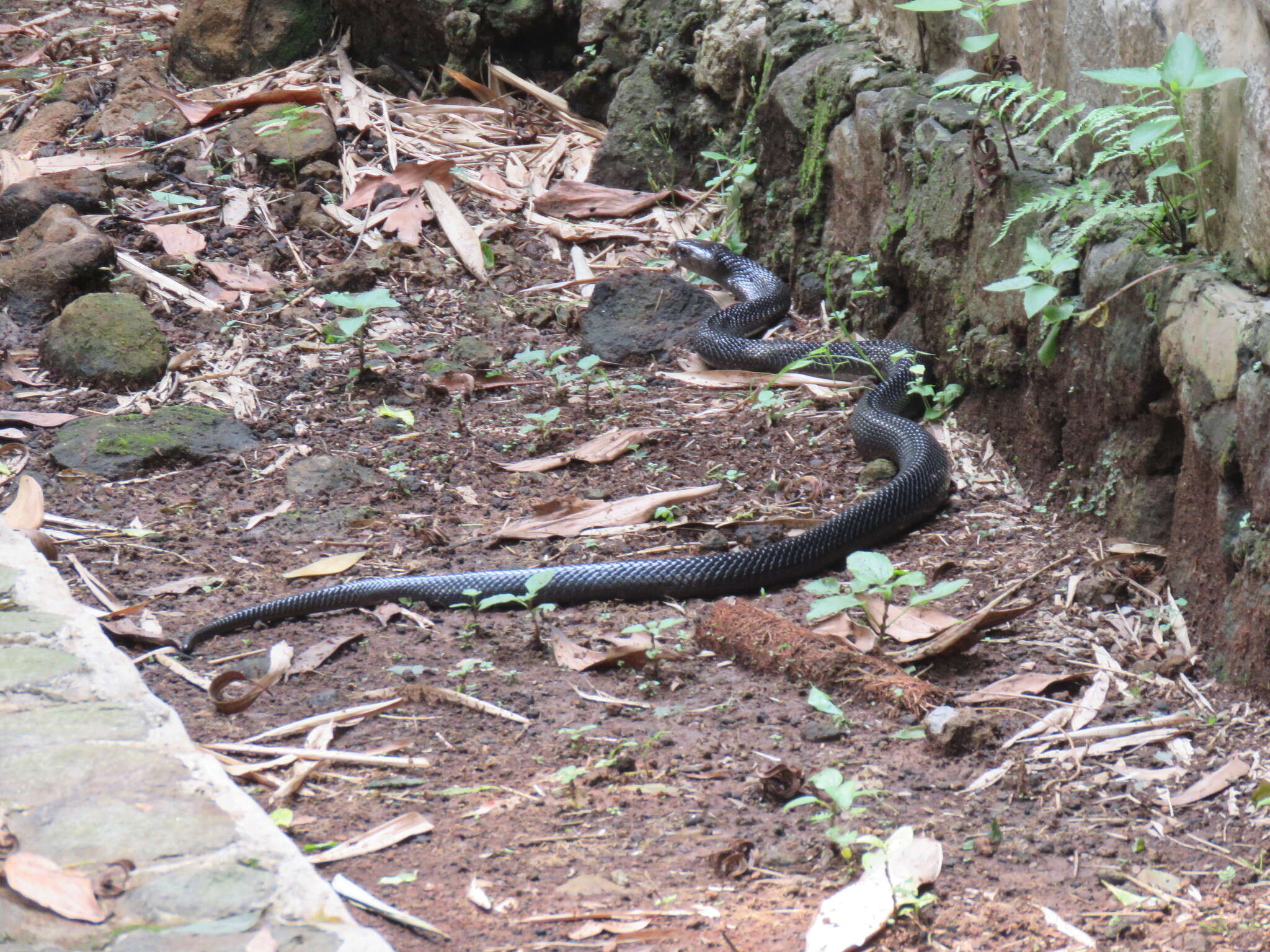 Image of Indonesian Cobra