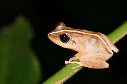 صورة Eleutherodactylus coqui Thomas 1966