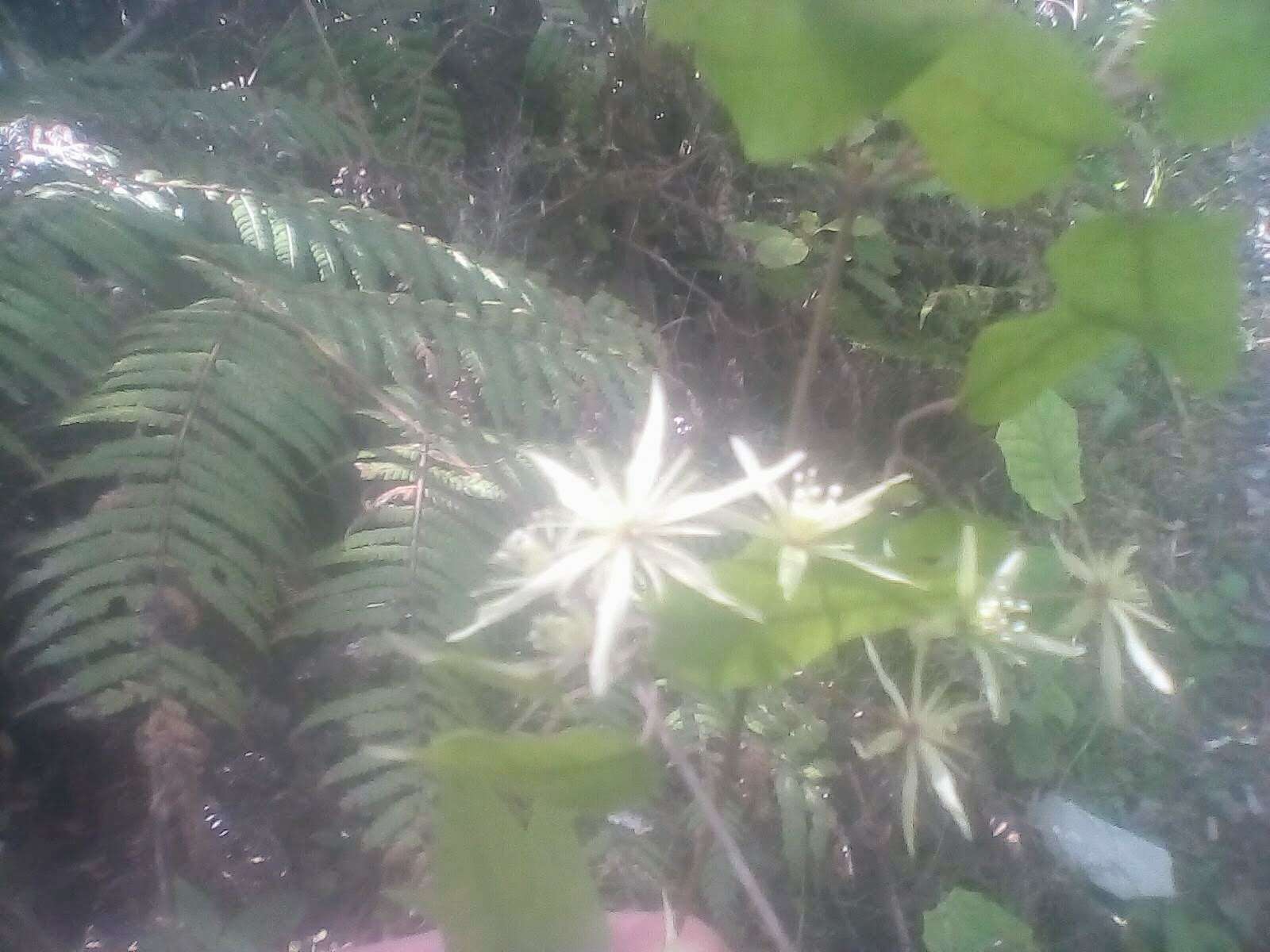 Image of Clematis parviflora A. Cunn.